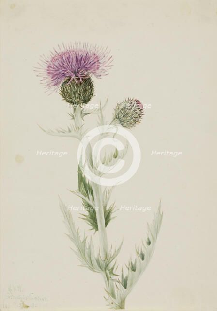Prairie Thistle (Cirsium undulatum), 1923. Creator: Mary Vaux Walcott.