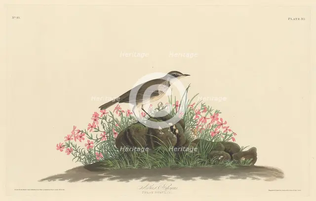 Prairie Titlark, 1830. Creator: Robert Havell.