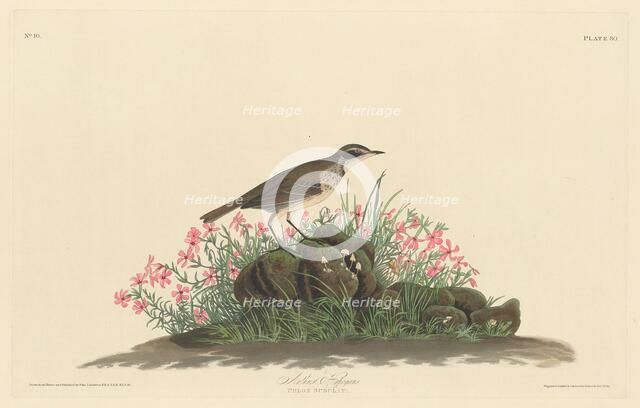 Prairie Titlark, 1830. Creator: Robert Havell.