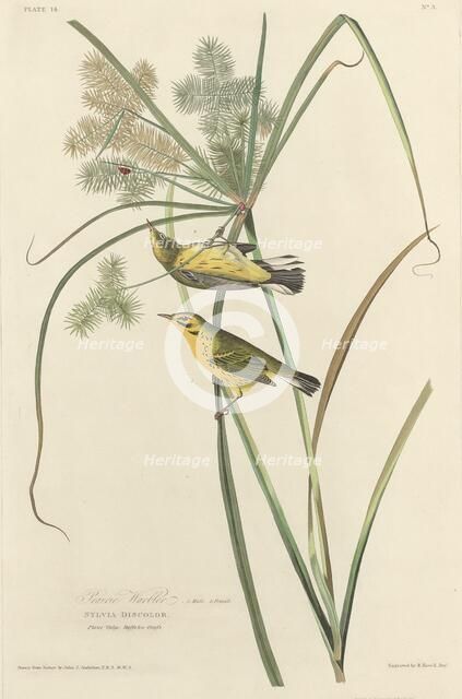 Prairie Warbler, 1827. Creator: Robert Havell.