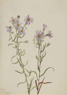 Prairie Aster (Aster campestris), 1923. Creator: Mary Vaux Walcott