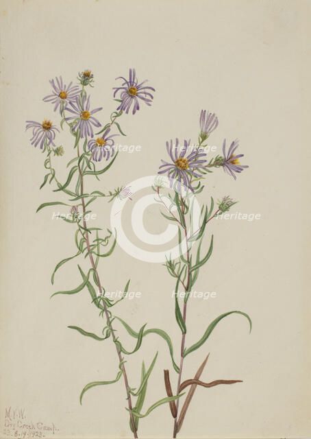Prairie Aster (Aster campestris), 1923. Creator: Mary Vaux Walcott.