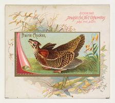 Prairie Chicken, from the Game Birds series (N40) for Allen & Ginter Cigarettes, 1888-90 Creator: Allen & Ginter