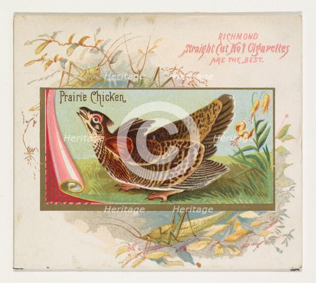 Prairie Chicken, from the Game Birds series (N40) for Allen & Ginter Cigarettes, 1888-90 Creator: Allen & Ginter.