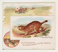 Prairie Dog, from Quadrupeds series (N41) for Allen & Ginter Cigarettes, 1890. Creator: Allen & Ginter