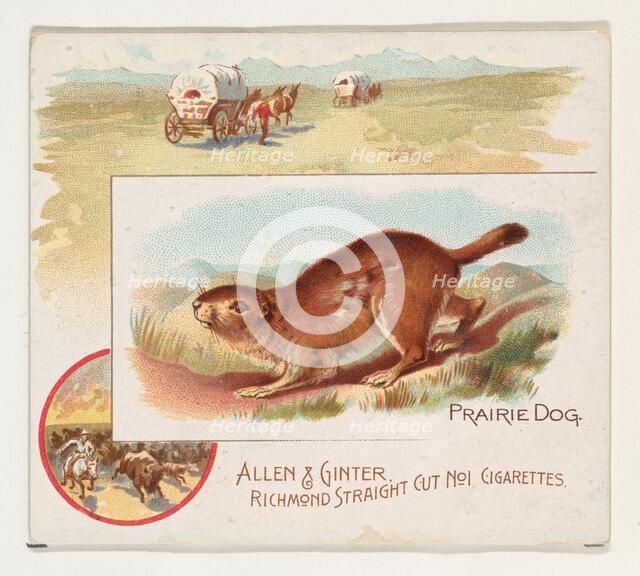 Prairie Dog, from Quadrupeds series (N41) for Allen & Ginter Cigarettes, 1890. Creator: Allen & Ginter.