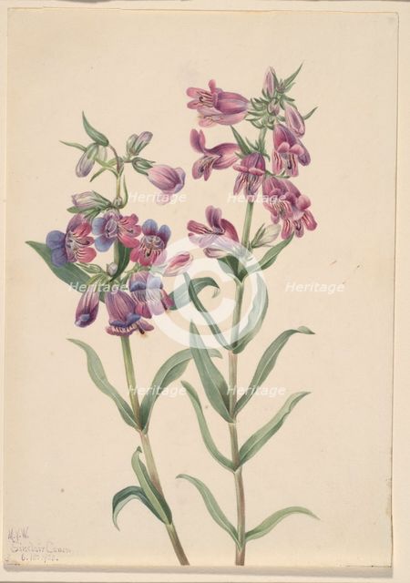 Prairie Pentstemon (Pentstemon erianthera), 1923. Creator: Mary Vaux Walcott.