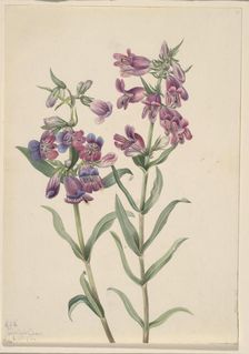 Prairie Pentstemon (Pentstemon erianthera), 1923. Creator: Mary Vaux Walcott