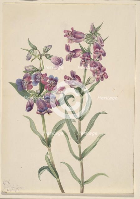 Prairie Pentstemon (Pentstemon erianthera), 1923. Creator: Mary Vaux Walcott.