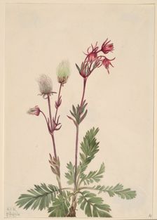 Prairie-Smoke (Sieversia ciliata), 1921. Creator: Mary Vaux Walcott