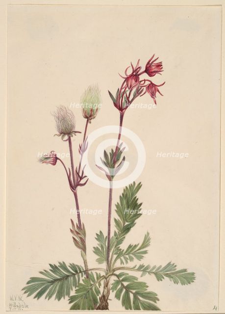 Prairie-Smoke (Sieversia ciliata), 1921. Creator: Mary Vaux Walcott.
