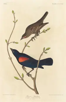 Prairie Starling, 1838. Creator: Robert Havell