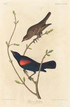 Prairie Starling, 1838. Creator: Robert Havell