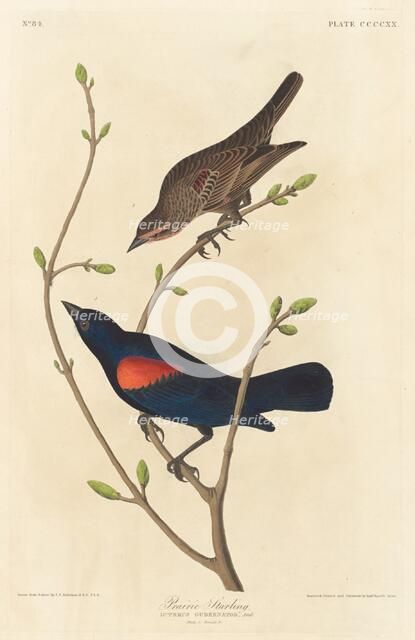 Prairie Starling, 1838. Creator: Robert Havell.