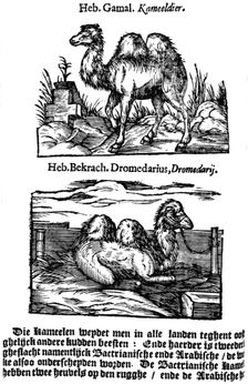 Pre-binomial classification of species, 1644. Creator: Unknown