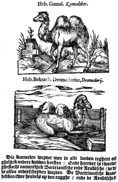 Pre-binomial classification of species, 1644. Creator: Unknown.