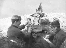 'Precieux Auxiliaires; Un lacher de pigeons 1915. Creator: Unknown