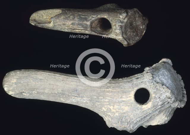 Prehistoric antler digging tools. Creator: Unknown.