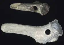Prehistoric antler digging tools. Creator: Unknown