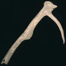 Prehistoric antler pick. Creator: Unknown