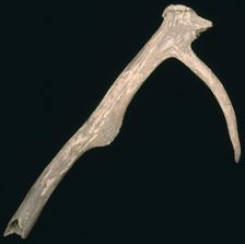 Prehistoric antler pick. Creator: Unknown