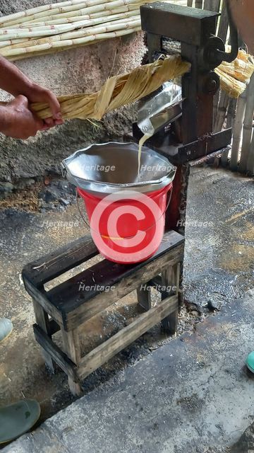 Pressing sugar cane to obtain juice demonstration in the woods of the outskirts of Trinidad, Cuba, Creator: Ethel Davies.