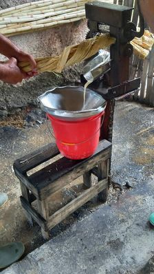Pressing sugar cane to obtain juice demonstration in the woods of the outskirts of Trinidad, Cuba, Creator: Ethel Davies