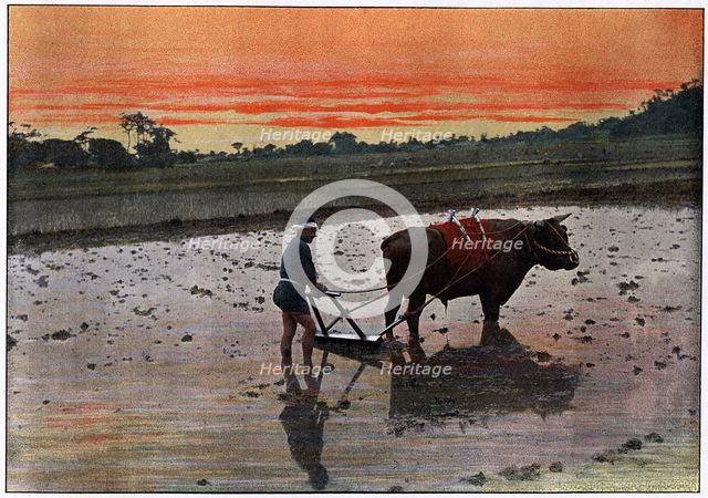 'Preparation of a Rice Plantation in Japan', c1890. Artist: Charles Gillot