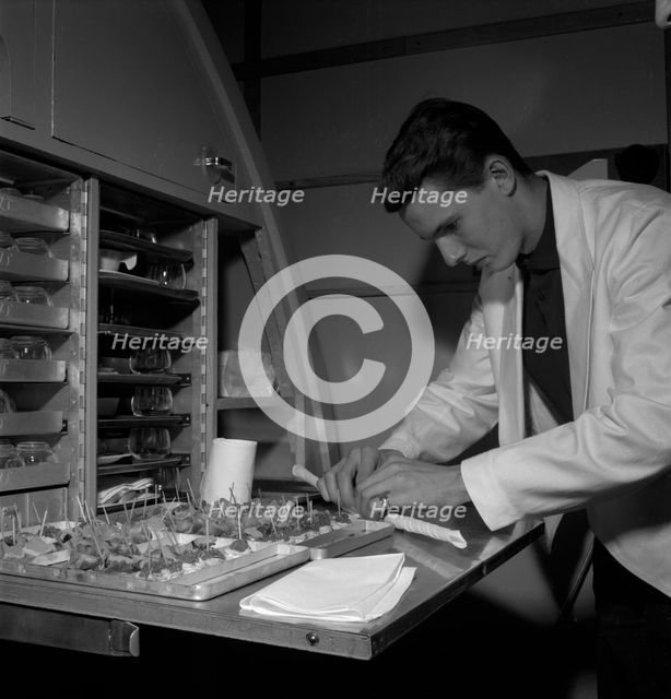 Preparing food, SAS cabin crew school, Bromma, Stockholm, Sweden, 1960. Creator: Torkel Lindeberg.