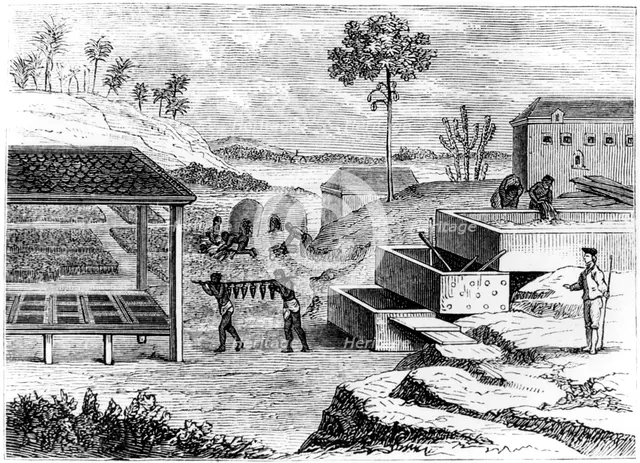Preparing indigo, Santo Domingo, 1873. Artist: Unknown