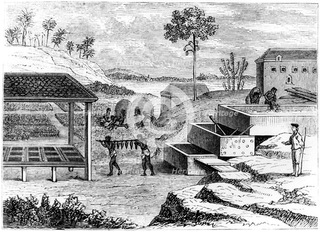 Preparing indigo, Santo Domingo, 1873. Artist: Unknown