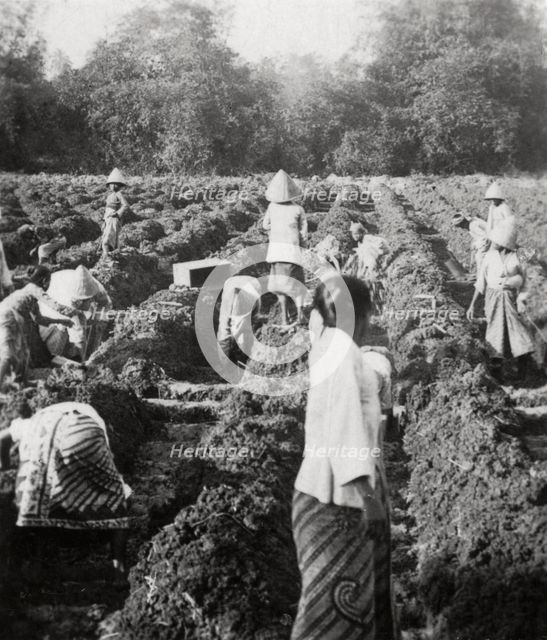 Preparing irrigation channels at a sugar plantation, Java, Dutch East Indies, 1927. Artist: Unknown