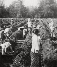 Preparing irrigation channels at a sugar plantation, Java, Dutch East Indies, 1927