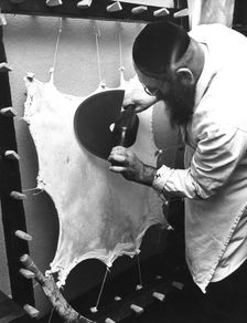 Preparing the parchment for a Sefer Torah, c1970s? Creator: Sidney Harris