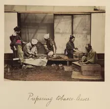 Preparing Tobacco Leaves, about 1873-1883. Creator: Shinichi Suzuki I