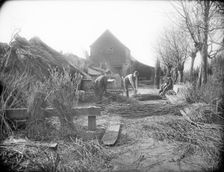 Preparing willow trees for basket making, Oxford, Oxfordshire, 1901. Artist: Henry Taunt