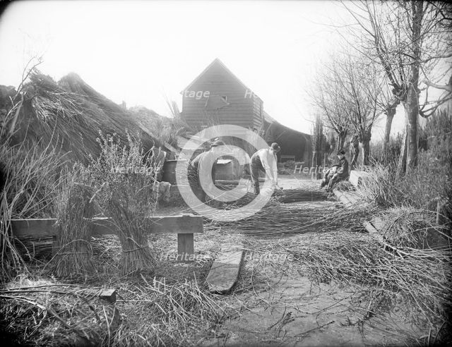 Preparing willow trees for basket making, Oxford, Oxfordshire, 1901. Artist: Henry Taunt