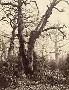 Près le Bodmer (Close to the Bodmer Oak), c.1858. Creator: Eugène Cuvelier