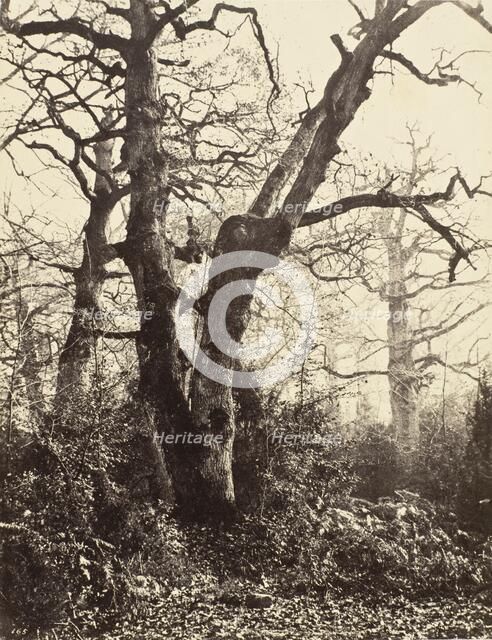 Près le Bodmer (Close to the Bodmer Oak), c.1858. Creator: Eugène Cuvelier.