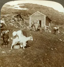 Pretty Norwegian girls tending cows and goats on the Haukeli Mts, Norway c1905. Creator: Unknown