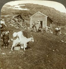 Pretty Norwegian girls tending cows and goats on the Haukeli Mts, Norway c1905. Creator: Unknown