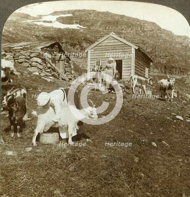 'Pretty Norwegian girls tending cows and goats on the Haukeli Mts, Norway', c1905. Creator: Unknown.