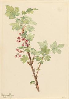 Prickly Currant (Ribes lacustre), 1917. Creator: Mary Vaux Walcott