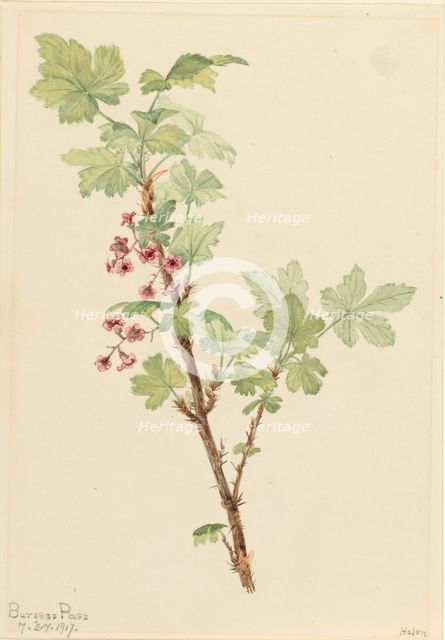 Prickly Currant (Ribes lacustre), 1917. Creator: Mary Vaux Walcott.