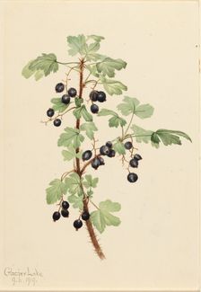 Prickly Currant (Ribes lacustre), 1919. Creator: Mary Vaux Walcott