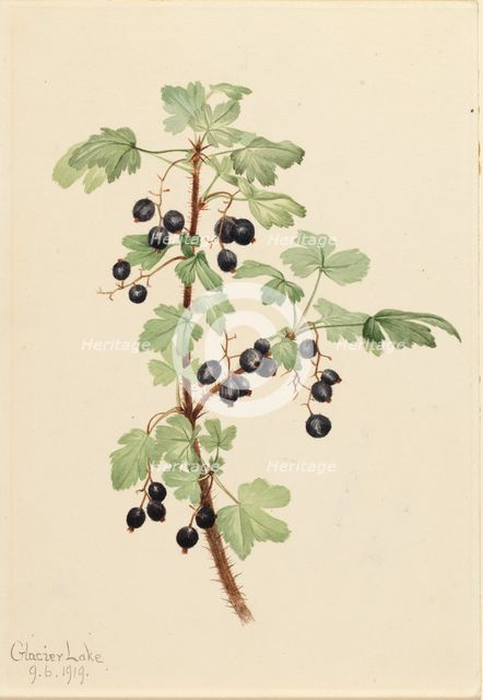 Prickly Currant (Ribes lacustre), 1919. Creator: Mary Vaux Walcott.