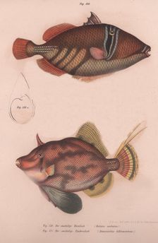 Prickly Hornfish (Batistes aculeatus), Monacanthus bifilamentosus, c.1850s