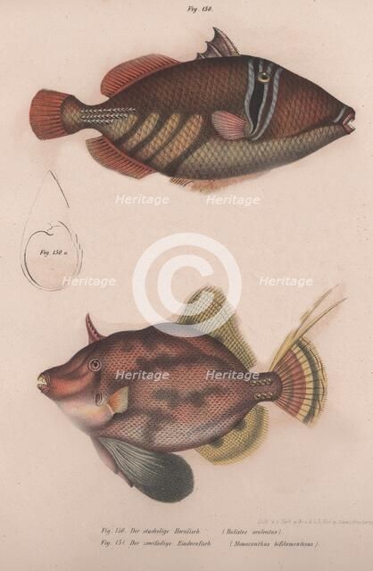 Prickly Hornfish (Batistes aculeatus), Monacanthus bifilamentosus, c.1850s. Artist: Unknown.