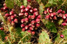 Prickly Pear Cactus, Tenerife, Canary Islands, 2007. Creator: Peter Thompson