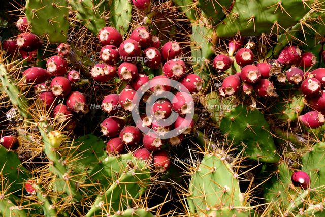 Prickly Pear Cactus, Tenerife, Canary Islands, 2007. Creator: Peter Thompson.